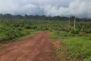 La RDC peine à protéger sa forêt tropicale, vitale pour le climat