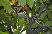 Kongo Central : 19.200 tonnes de café exportés du Mayombe (ex-district du Bas-Fleuve) en 2017, selon l’ONC