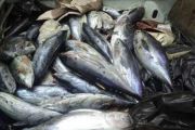 Le prix du poisson baisse en Ituri