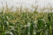Près de 37 millions USD d’investissement de FIDA dans le secteur agricole en RDC