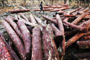 Trafic de bois de rose: la RDC également touchée