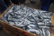 Moins de poissons au lac Tanganyika: le réchauffement climatique en cause