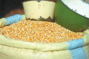 Hausse du prix de maïs-grain sur le marché de Mbuji-Mayi