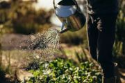 RDC : l'urine humaine comme engrais pour les champs