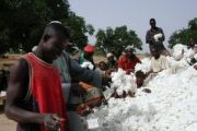 Relance imminente de la filière coton en RDC