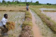 L’abandon de l’agriculture constitue l’une des causes de la pauvreté en Rdc, affirme la Banque mondiale