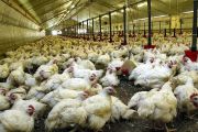 Suspension des importations des volailles et du matériel d’élevage de volaille usagé