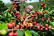 Tenue imminente d’un forum sur la relance des filières café-cacao en RDC