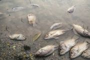 Sud-Kivu : des poissons morts remontent à la surface du Lac Kivu, la pêche momentanément interdite