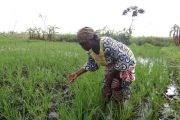 FAO-PAM : lancement  du programme de la résilience  des petits producteurs  agricoles au Nord et Sud-Ubangi