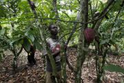 Le café et le cacao du Nord-Kivu sur le point de perdre le marché européen (Congo Agri)