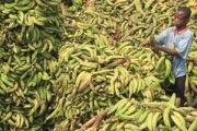 Hausse des prix de quelques fruits sur les marchés de Kinshasa