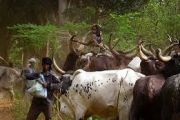 La vision quinquennale de la RDC sur l’élevage  
