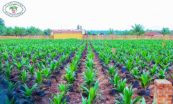 PHC annonce la construction de sa raffinerie d’huile de palme en RDC