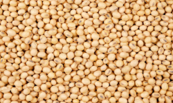 A Rutshuru, la filière soja n’attire plus les agriculteurs à cause notamment du manque de marché reluisant 