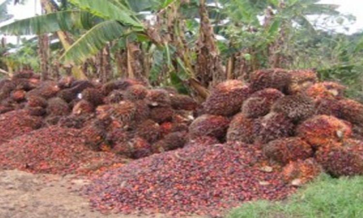 Essor et dynamique des exportations agricoles congolaises sur le marché mondial