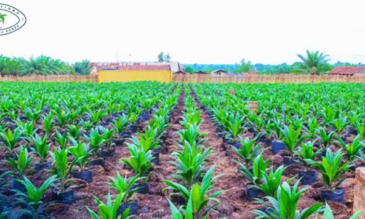 PHC annonce la construction de sa raffinerie d’huile de palme en RDC