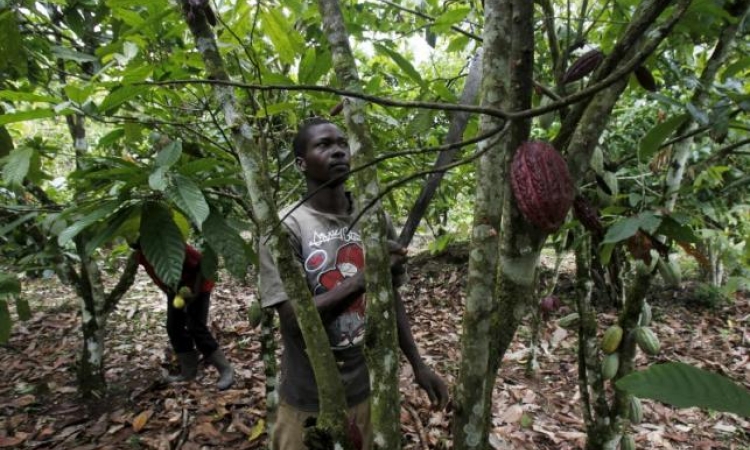 Le café et le cacao du Nord-Kivu sur le point de perdre le marché européen (Congo Agri)